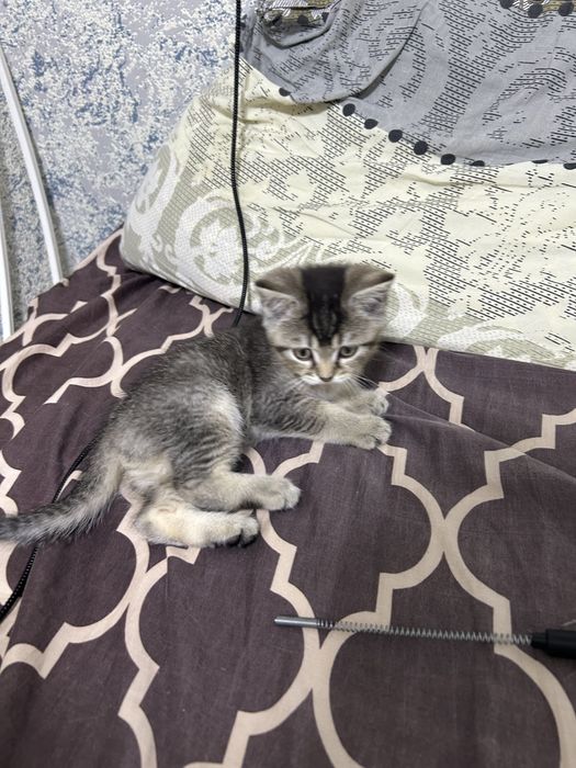 Продам котят уральск