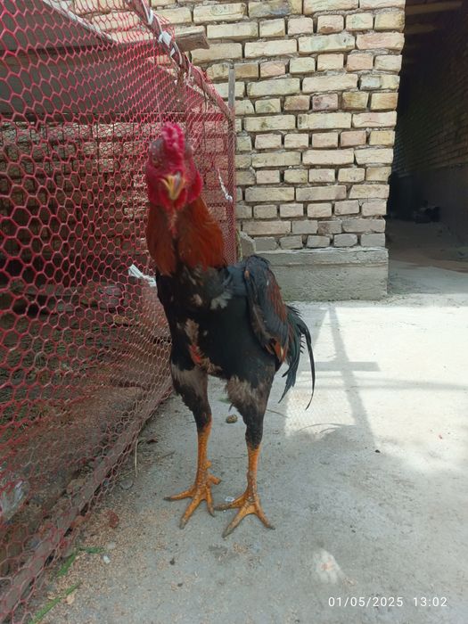 Dakan Xoʻroz Sotiladi