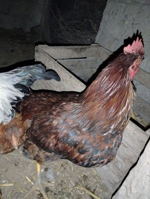 Ximxian va adliriski xoʻrozlari qoldi
