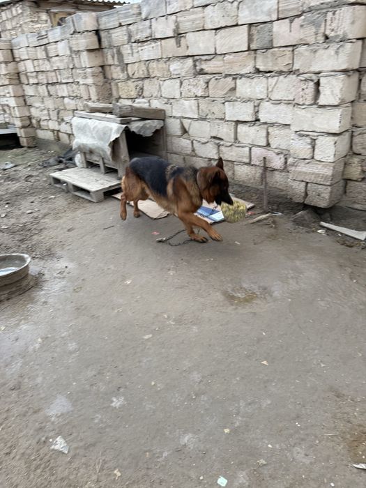 немецкая овчарка