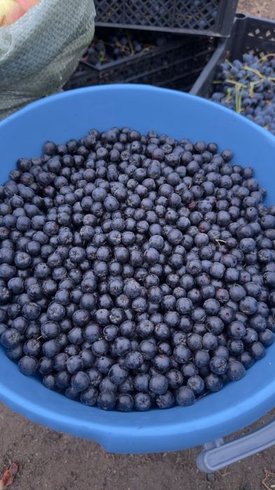 Продам дачу сад здоровье.