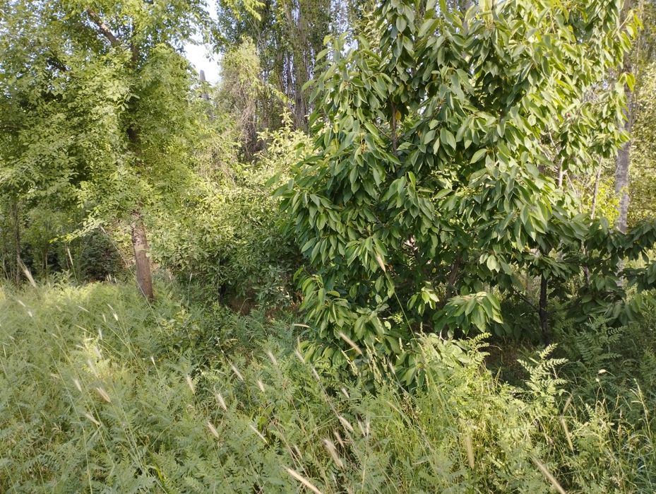 Ер срочна сотилади
12 сотихли