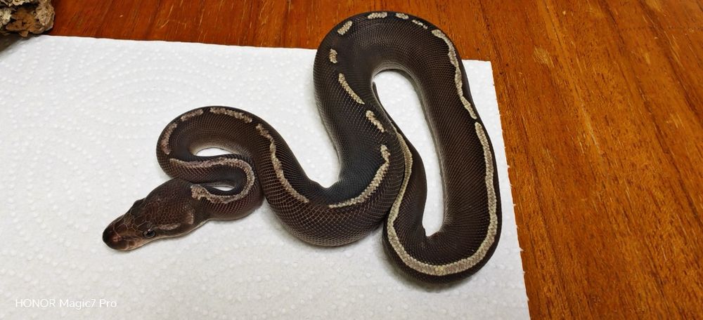 Кралски питони (Python Regius)