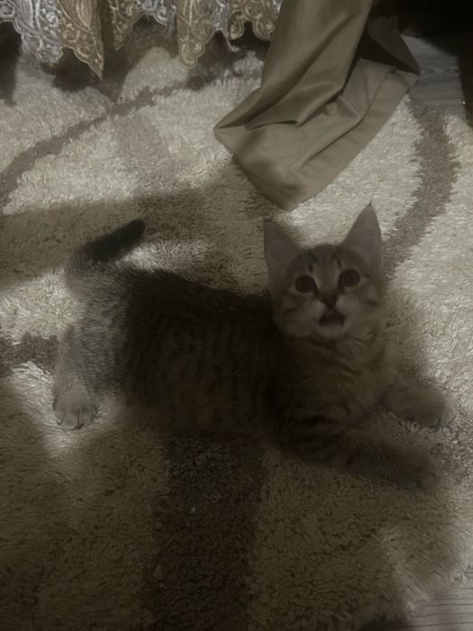 Котята Бесплатно