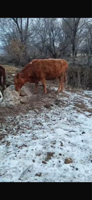 Қызыл сиыр сатылады!!!