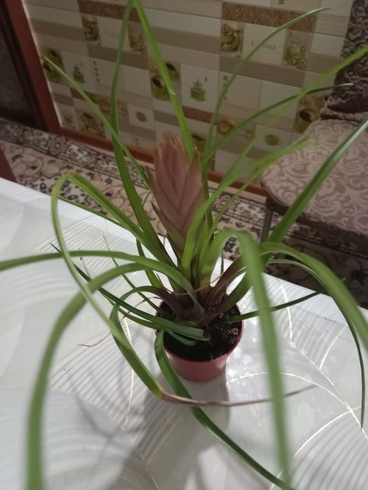 Тилландсия синяя цветок продам