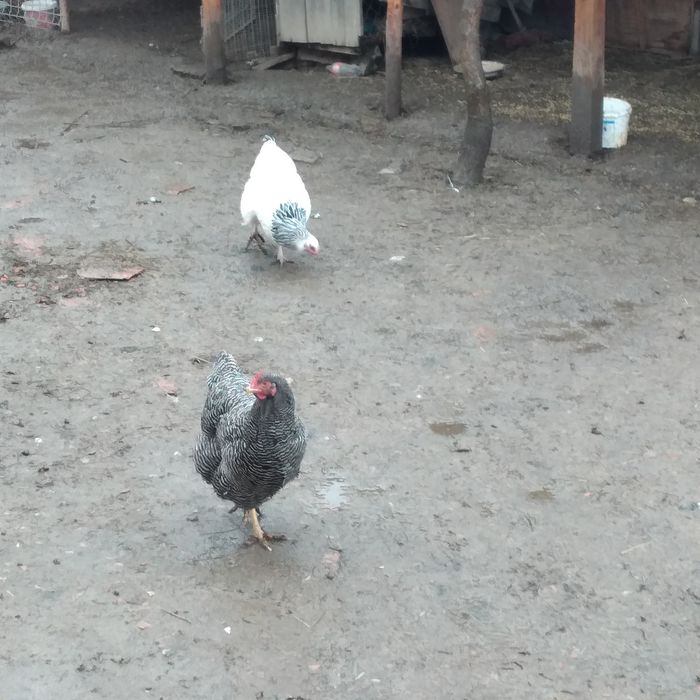 Vînd 2 puicuțe Sussex