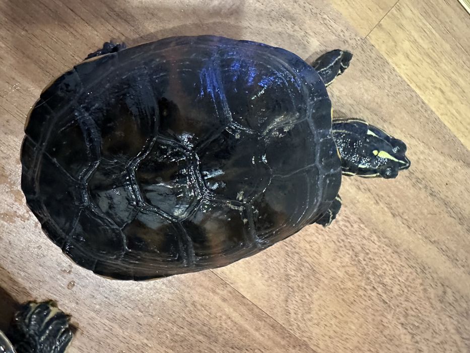 Broască țestoasă cu tâmple galbene 15 cm