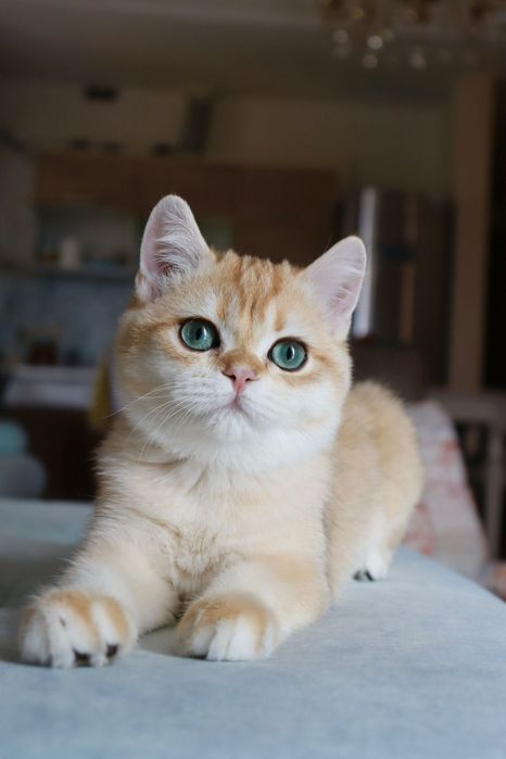 Британские золотые шиншиллы