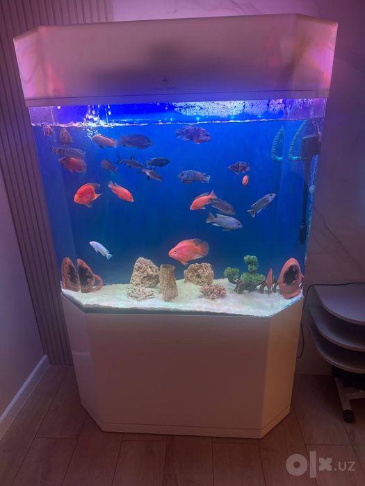 Cleir Aquatics orginal akril akvarium sotiladi