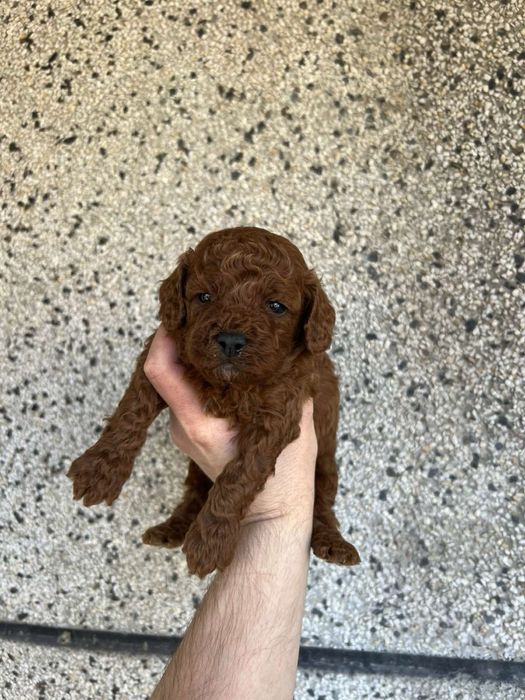 Той Пудрлчета ‘Мини