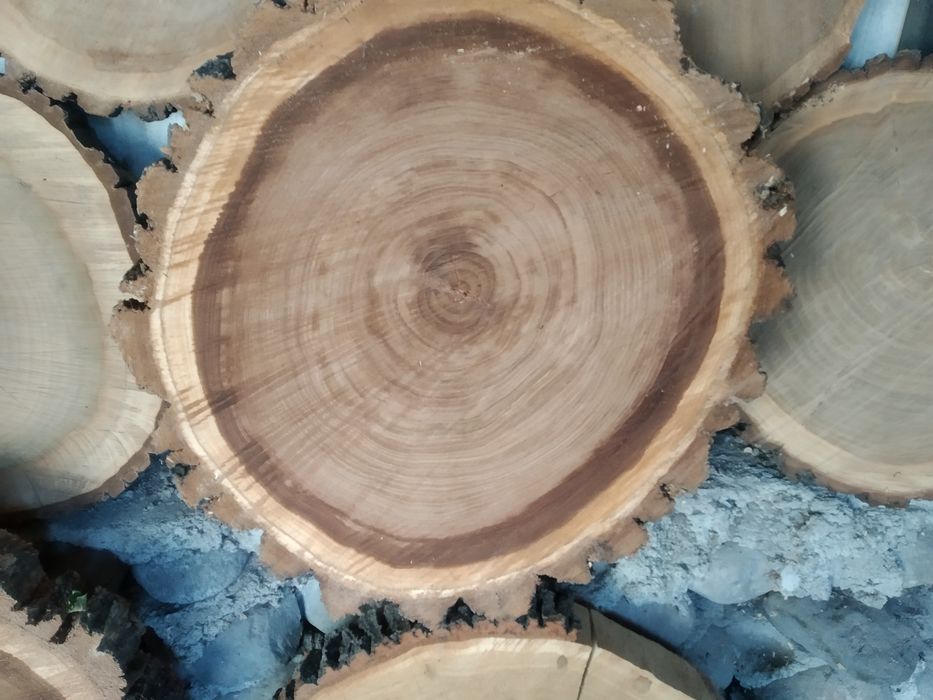 продам слэбы спилы торцевые дерева