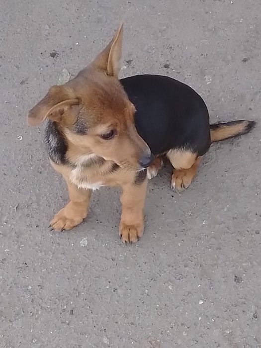 Щенок в добрые руки