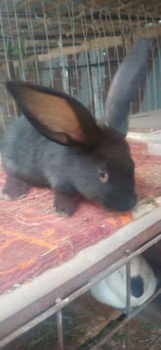 Iepuri de rasa uriasi