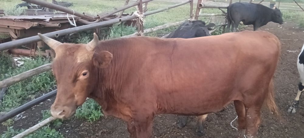 Продам бычков срочно