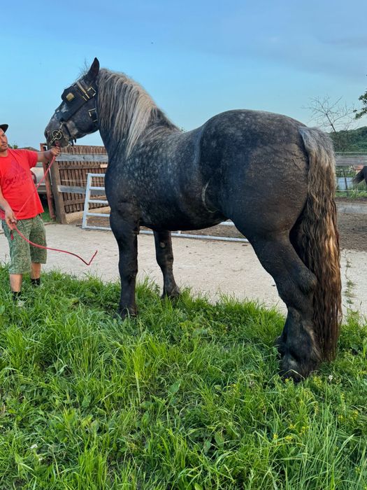 Armasar Percheron Franta , pentru monta