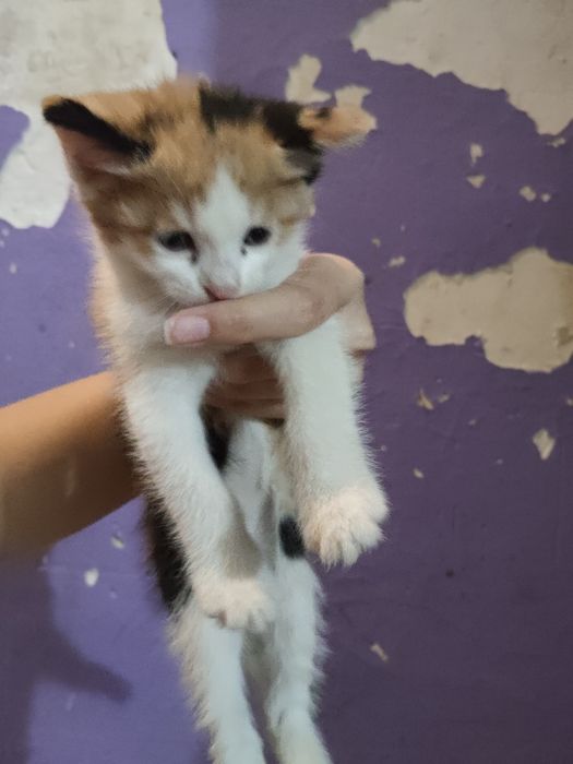 Котенок маленький