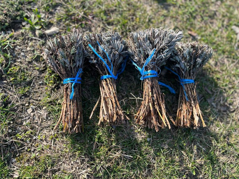 Лавандула / Резници