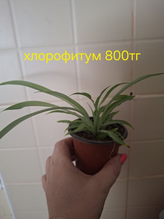 Комнатные растения домашние