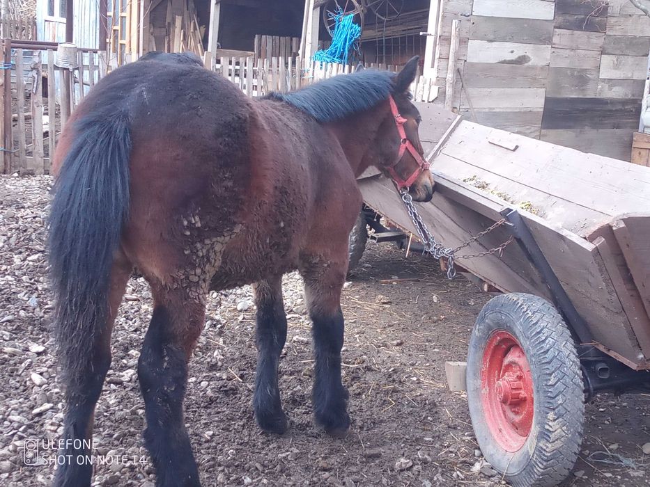 Vând mânză grea ardenez cu sânge rece ungurescc