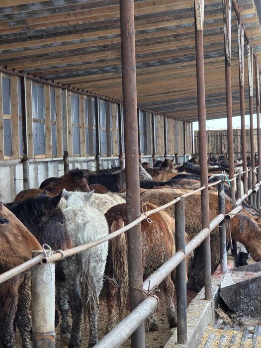 Согым , соғым сатамын . Петерфельд.