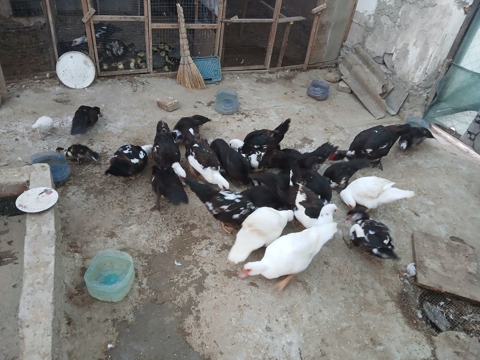 Indautkalar sotiladi bir partiyadan bola bergan narxi 120 ming donasi
