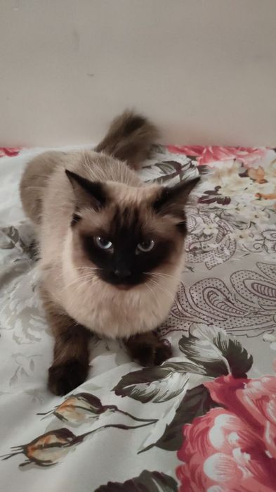 Сиамская   кошка