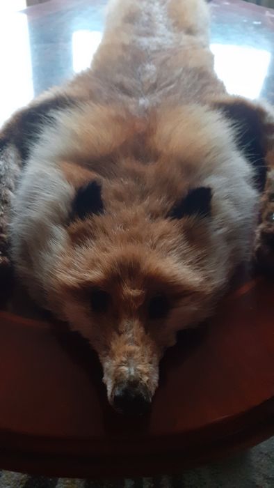 Vând blănuri de vulpi roșcate