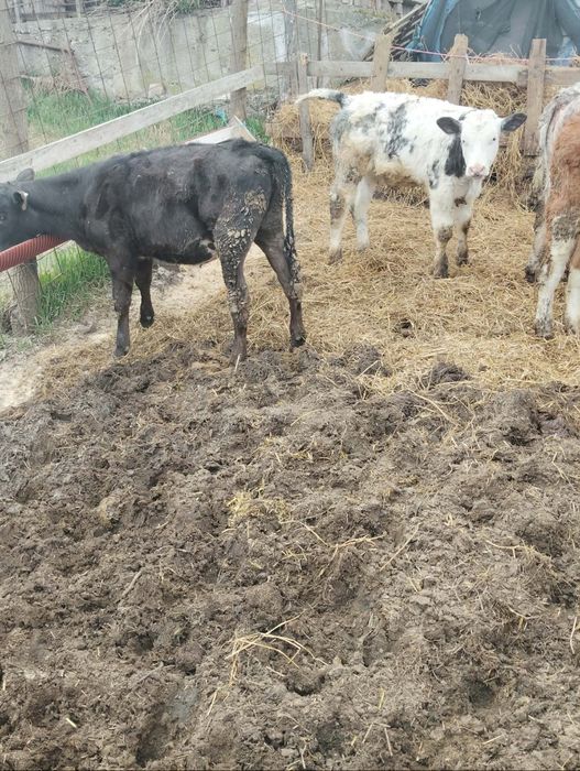 De vânzare 13 tăurași și 6 vitele