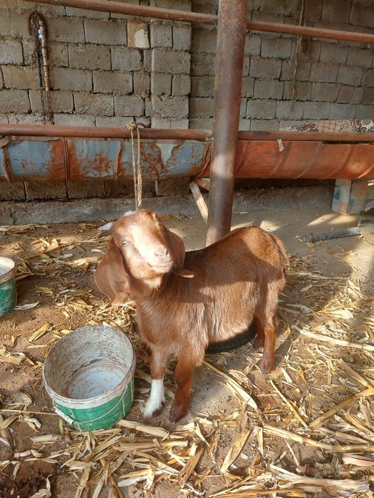 Ешкі екі лағымаен