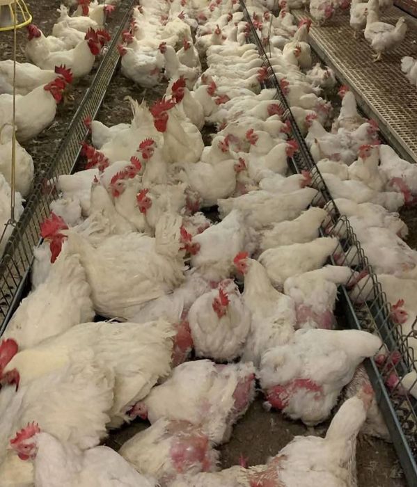 Avem spre vânzare pui albi de carne, rasa mixta, rațe, curcani, bibili