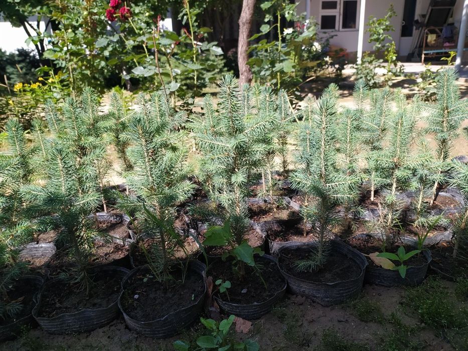 Голубая ель кўчатлари сотилади 4йиллик, 2 литрли  тувакларда