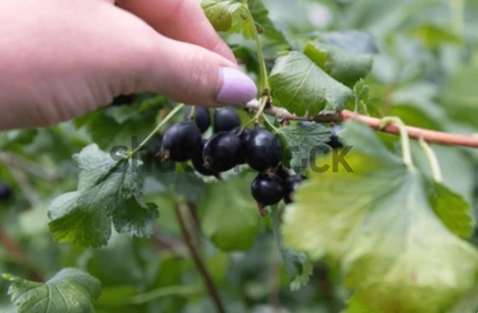 Продам саженцы чёрной смородины