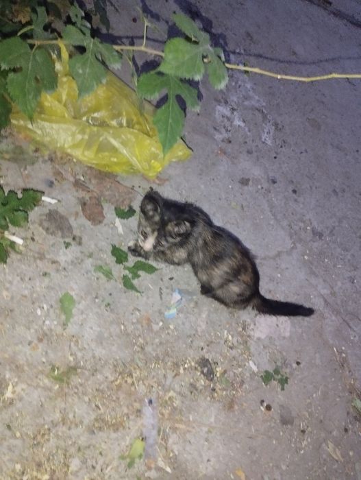 Котята (4 штуки)