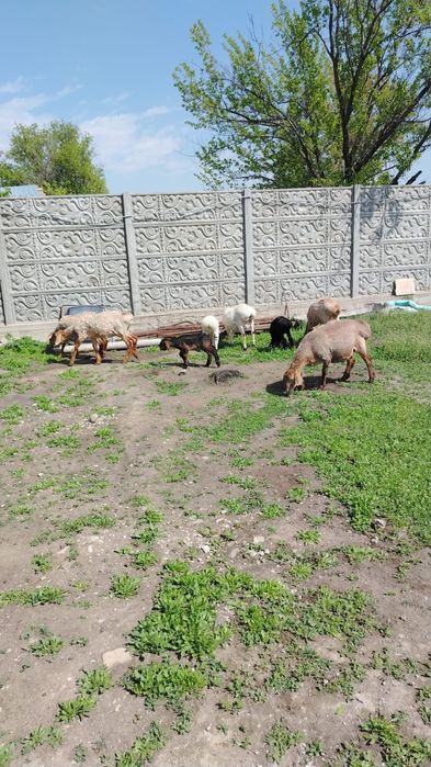 Продам Баранов хороших
