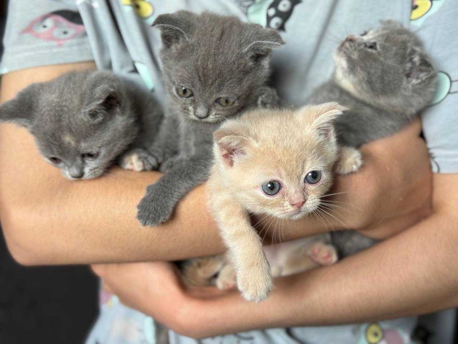 Котята скоттиш-фолд\страйт