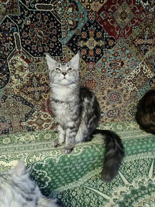 Котик Мейн Кун в добрые руки