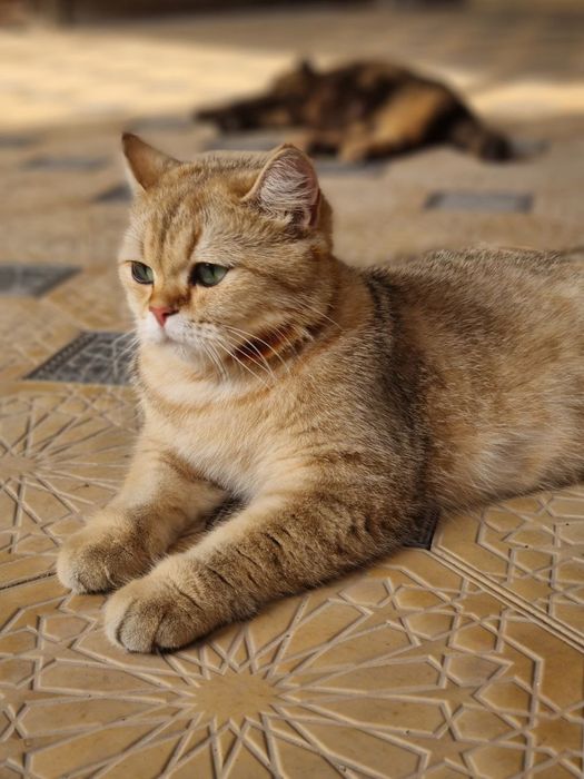 Золотая шиншила  1 . 4 месяц