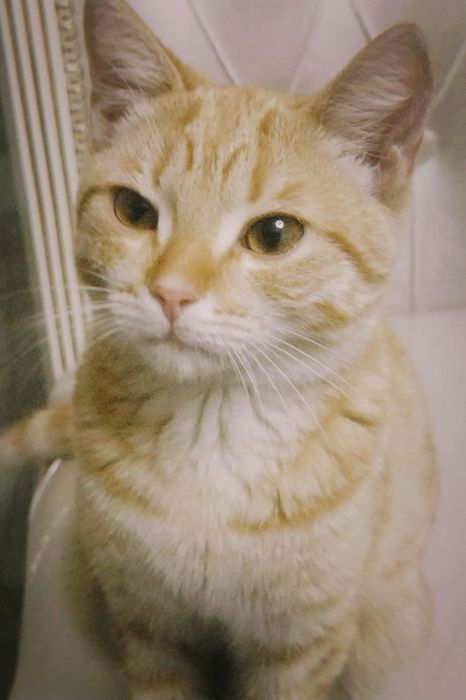 Отдам котенка 6 месяцев