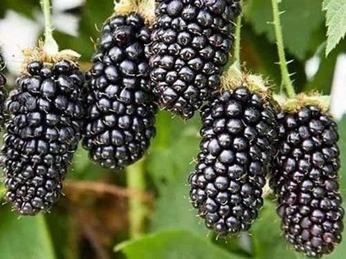 Къпини без бодли разсад