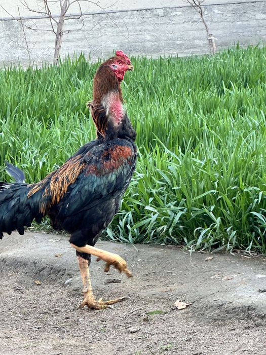 Xuroz sotiladi uyiniga javob