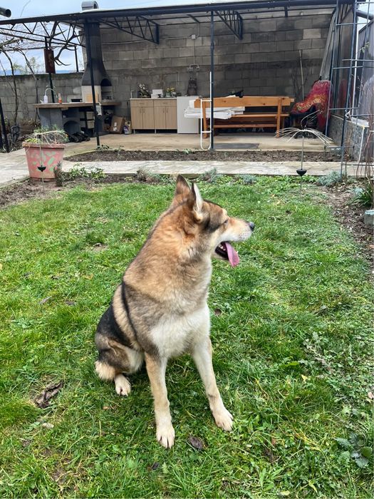 Чехословашки вълчак