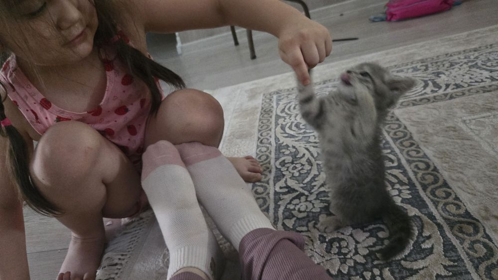 Мушукчаларни совга киламан. 2 та зотдор