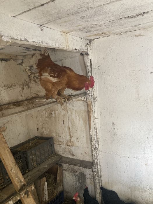 Продам петухов на фото