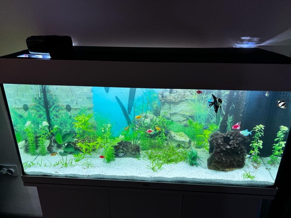 Acvariu Juwel Rio 180 LED cu sistem de iluminat, pompă, filtru, încălzitor, dulap inferior cu usi si filtru JBL Cristal Profi e902