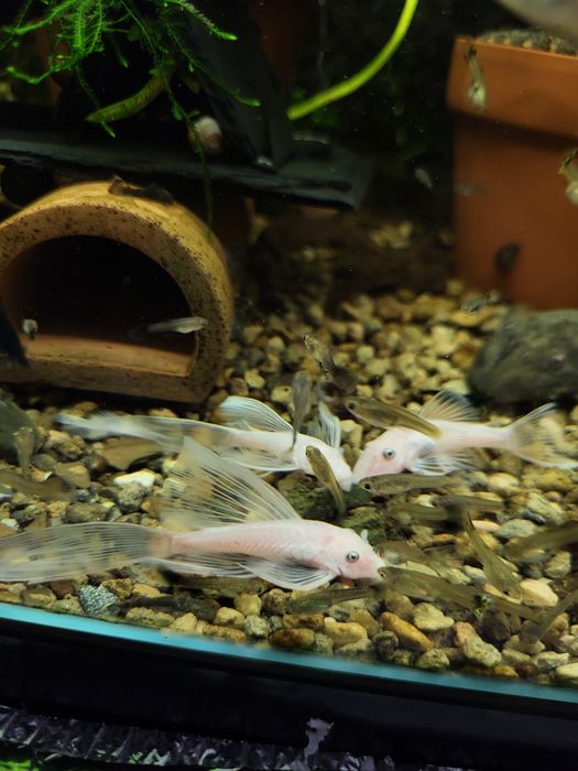 Vând peștii de acvariu