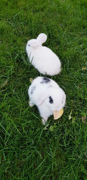 Декоративный кролик,  подарок для ваших близких!
