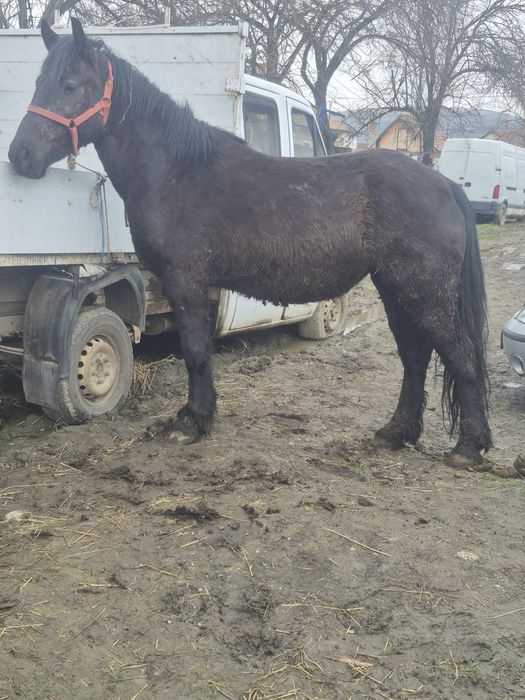 Vând mânză de trei ani