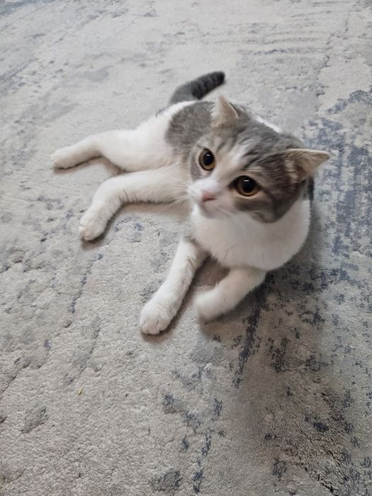 Отдам кошку. 1 год.