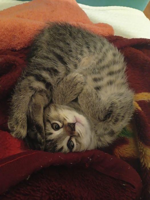 Котятка в добрые руки